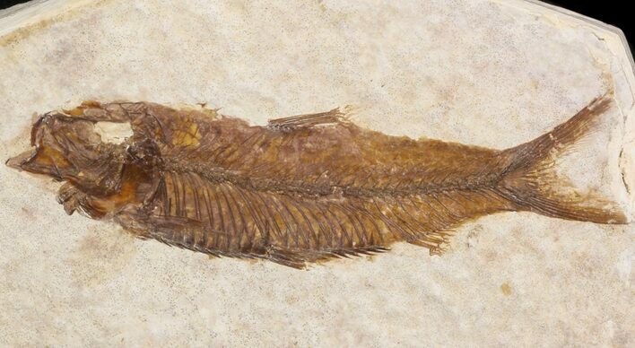 Small Knightia Fossil Fish - Wyoming #41035